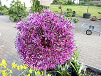 Allium%20aflatunense%20Purple%20Sensation3.JPG