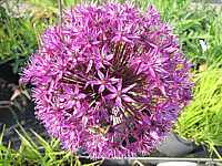 Allium%20aflatunense%20Purple%20Sensation4.JPG