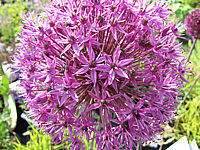 Allium%20aflatunense%20Purple%20Sensation5.JPG