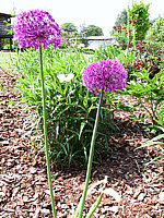 Allium%20aflatunense%20Purple%20Sensation6.jpg