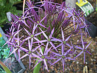 Allium%20christophii%20-%201.JPG