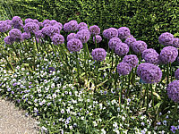 Allium%20giganteum%20Globemaster%2001.JPG
