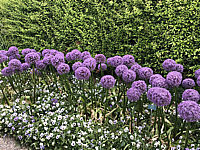Allium%20giganteum%20Globemaster%2002.JPG