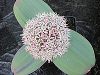 Allium%20karataviense%20-%20bluehend.JPG