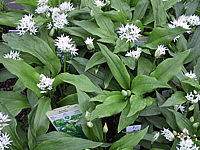 Allium%20ursinum%20-%20Baerlauch.JPG