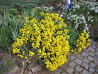 Allyssum%20montanum%20Berggold.JPG