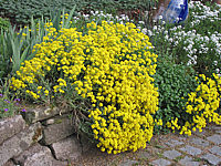 Allyssum%20montanum%20Berggold1.JPG