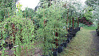 Alnus%20glutinosa%20Imperialis.JPG