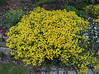 Alyssum%20saxatilis%20Citrinum.JPG