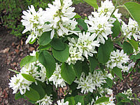 Amelanchier%20alnifolia%20Obelisk%20-%20Blueten%20nah.JPG