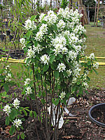 Amelanchier%20alnifolia%20Obelisk%201m%2002.JPG