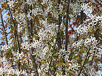 Amelanchier%20arborea%20Robin%20Hill%20-%20Bluete%20nah.JPG