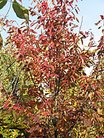 Amelanchier%20arborea%20Robin%20Hill%20-%20Herbst1.JPG