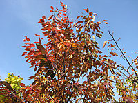 Amelanchier%20arborea%20Robin%20Hill%20-%20Herbst2.JPG