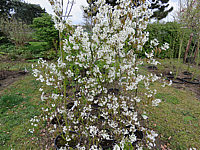 Amelanchier%20lamarckii%20-%20Austrieb%20und%20Bluete%2001.JPG
