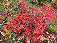 Amelanchier%20lamarckii%20-%20Herbst01.JPG
