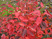 Amelanchier%20lamarckii%20-%20Herbst02.JPG