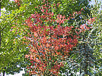 Amelanchier%20lamarckii%20-%20Hochstamm%20Faerbung.JPG