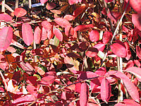 Amelanchier%20lamarckii%2005%20Herbst.JPG