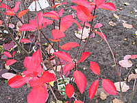 Amelanchier%20lamarckii%20Ballerina%20-%20Herbst.JPG