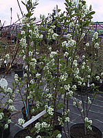 Amelanchier%20spicata%20-%20Bluete.jpg