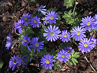 Anemone%20blanda%20Blaue%20Toene%2001.jpg