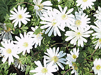 Anemone%20blanda%20White%20Splendour%2001.JPG