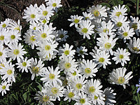 Anemone%20blanda%20White%20Splendour%2002.JPG