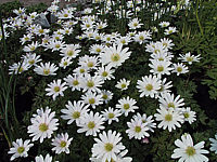 Anemone%20blanda%20White%20Splendour%2003.JPG