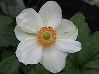 Anemone%20japonica%20Honorine%20Jobert%20-%20Macro.JPG