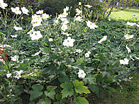 Anemone%20japonica%20Honorine%20Jobert%2001.JPG