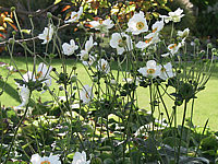 Anemone%20japonica%20Honorine%20Jobert.jpg