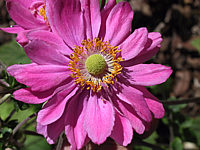 Anemone%20japonica%20Pamina%20-%20Macro.jpg