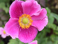Anemone%20japonica%20Rosenschale%20-%20Macro.JPG