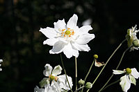 Anemone%20japonica%20Whirlwind%2001.JPG