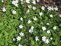 Anemone%20nemorosa%201.JPG