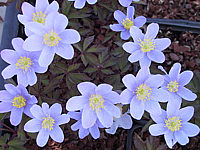 Anemone%20nemorosa%20Robinsoniana.jpg