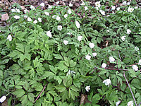 Anemone%20nemorosa%20flaechig.JPG