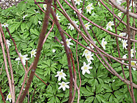 Anemone%20nemorosa%20flaechig3.JPG