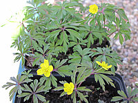 Anemone%20ranuncoloides%20-%20gelbes%20Buschwindroeschen.JPG