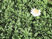 Anthemis%20tinctoria%20Beals%20Blatt.jpg