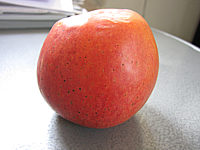 Apfel%20Alkmene%2006.JPG