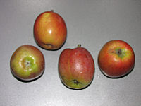 Apfel%20Breuhahn.JPG