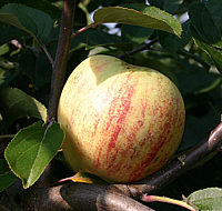 Apfel%20Gravensteiner%2001.png