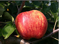 Apfel%20Gravensteiner%2002.png