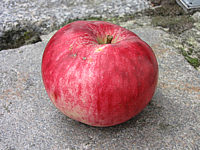 Apfel%20Jacob%20Fischer-2.JPG