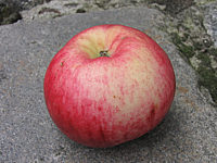 Apfel%20Jacob%20Fischer-3.JPG