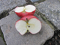 Apfel%20Jacob%20Fischer-5.JPG