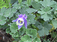 Aquilegia%20flabbelata%20Ministar%20-%20Bluete+Blatt.jpg