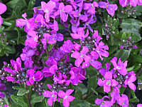 Arabis%20blepharophylla%20Fruehlingszauber.JPG